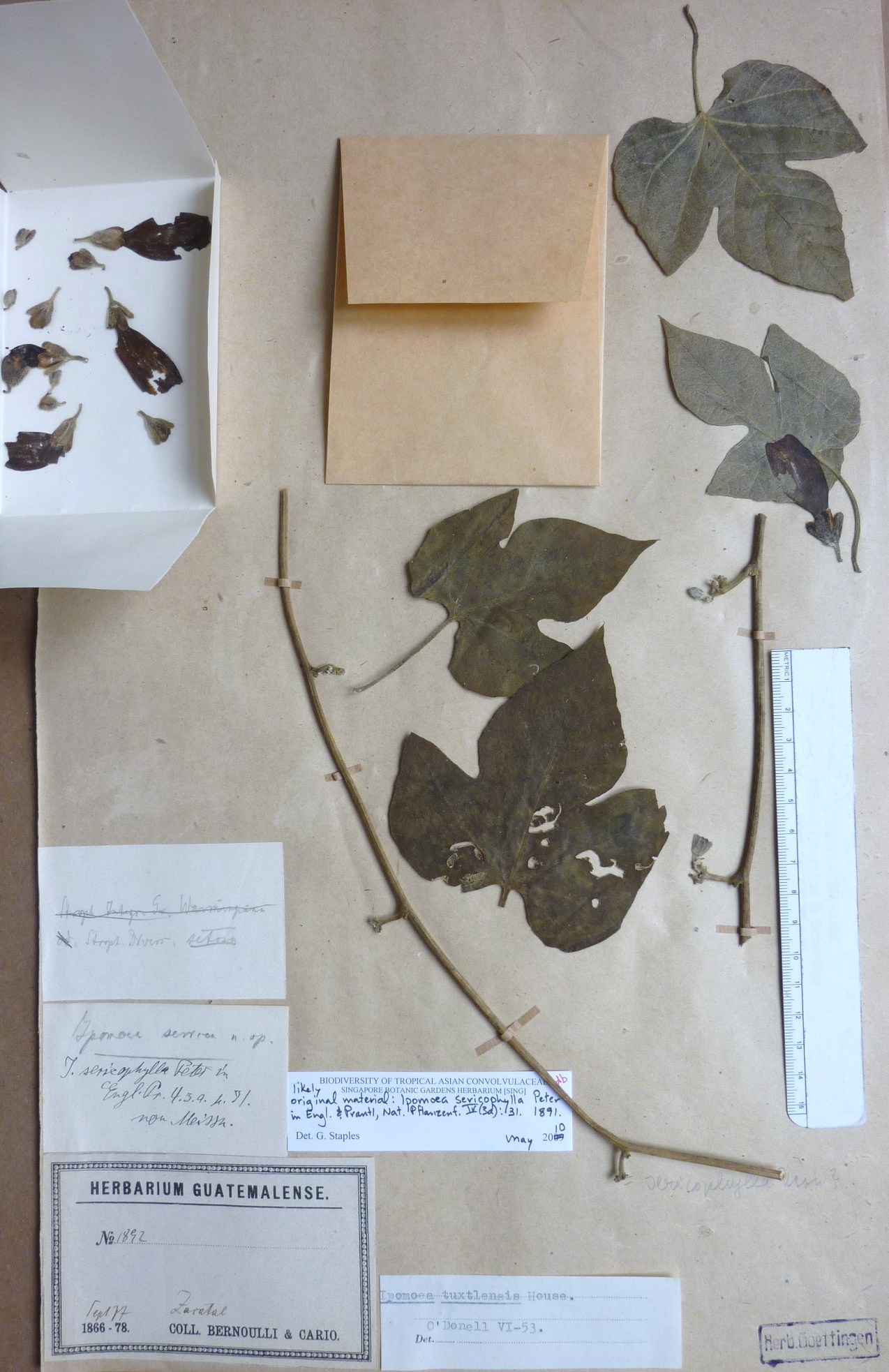 Ipomoea sericophylla Convolvulaceae Unlimited